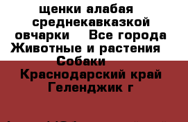 щенки алабая ( среднекавказкой овчарки) - Все города Животные и растения » Собаки   . Краснодарский край,Геленджик г.